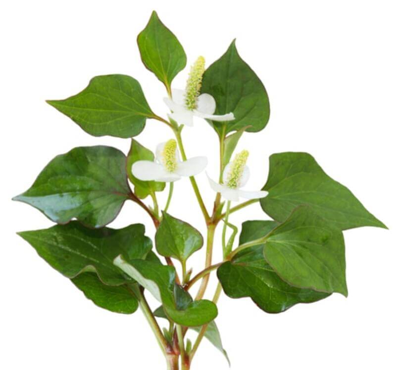 Mụn thâm đỏ là gì ? Nguyên nhân và cách điều trị 7 Trị mụn dạng thâm đỏ bằng rau diếp cá